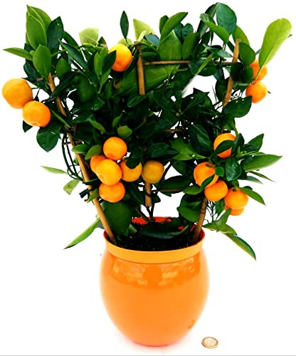 POWERS TO FLOWERS - MANDARINO, CALAMONDINO, ARANCINO, IN VASO CERAMICA ARANCIO SFERICO, pianta vera
