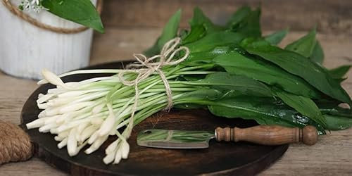 Aglio Orsino Selvatico di Montagna, Allium Ursinum, aiuta il sistema Immunitario e la Digestione 40 semi selezionati