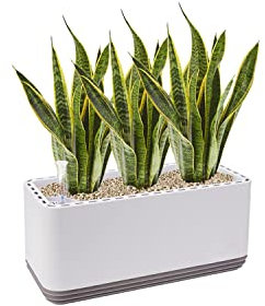 AIRY System L inkl. 3 Bogenhanfe & Airy Base Substrat • Natürlicher Luftreiniger eliminiert Schadstoffe, Allergene & Gerüche • Für Räume mit ca. 30qm • Made in Germany, 3306-613 antikweiss-grau