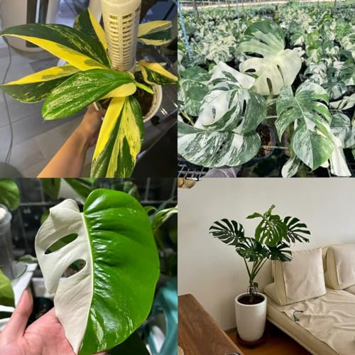 200 piezas semillas de monstera - Plantas exóticas resistentes, Monstera Deliciosa Variegata Plantas de oficina Plantas resistentes en contenedores Plantas de interior de plantas verdes.