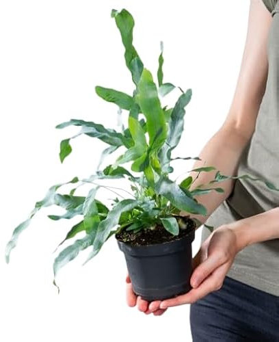 Helecho Blue Star Natural Planta Exótica de Interior Resistente y de Cuidado Sencillo