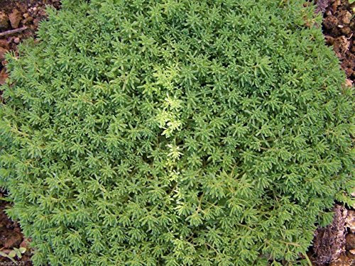 200 Semillas de álbum de Sedum - fogliame sempreverde Stonecrop - impianto estremamente duro e!