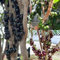semi di pianta jabuticaba, alberi da frutto, vecchie varietà jabuticaba giardino resistenti piante appartamento rare frutta 70pcs