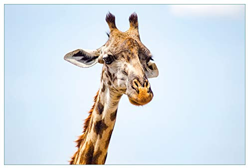 Wallario Küchenrückwand selbstklebend 90 x 60 cm, Motiv: Nahaufnahme Einer Giraffe | Spritzschutz abwischbar & pflegeleicht