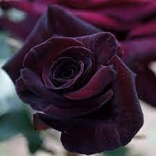 Aamish 200 Stück Rose Black Baccara Blumensamen