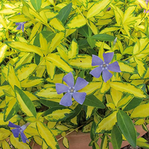 Vinca Minor Plug Plants. 'Imagine'. Periwinkle. Prolific Ground Cover with Lilac Flowers. Medium Plug Plants x 4. Available from Bedwen Plants.