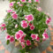 30 pcs Samen Bodendecker Winterhart Immergrün, pflanztopf flowers winterharte stauden mehrjährig Immergrün Samen, luftreinigende zimmerpflanzen winterharte pflanzen für garten bonsai