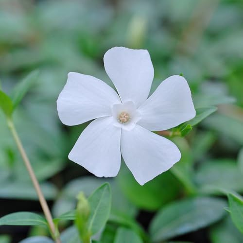 Vinca Minor f. alba – White Flowering Evergreen Ground Cover Plant | Low-Growing Periwinkle for Sun or Shade | Weed Suppressant for Borders, Slopes & Shady Areas 9cm Pot x2 By Thompson & Morgan