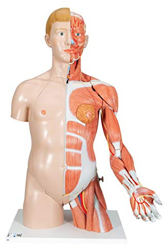 3B Scientific® Luxus-Torso-Modell – Lebensgroßes Humananatomie-Torso, 33-teilig mit herausnehmbaren Organen + Smart Anatomy App (5 Jahre Garantie)