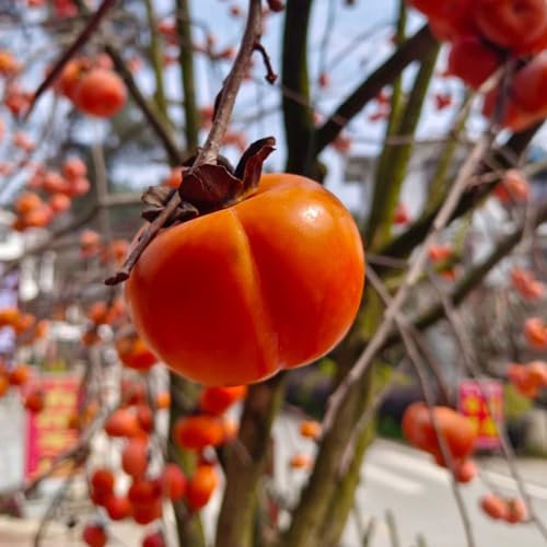 90 pcs kakibaum winterhart samen, exotische pflanzen samen, biosaatgut kaki baum - Diospyros kaki - samen zimmerpflanzen, alte sorten saatgut bonsai baum echt, pflanze echt balkonpflanzen