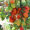 Tomatensamen Scatolone 3 für ca. 20 Pflanzen - ertragreiche, italienische Sorte