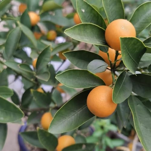 120 pcs Kumquat Baum Kaufen Samen, zwergobstbäume samen zimmerpflanzen Citrus japonica, Kumquat Pflanze, samen obst pflanzen balkon winterharte pflanzen geschenke für gartenfreunde