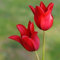 Tulpenzwiebeln Tulpenzwiebeln Winterhart MehrjäHrig HolläNdische Tulpenzwiebeln Tulpenzwiebeln Zum Pflanzen Im FrüHjahr Tulpenzwiebeln Kaufen Tulpen Zwiebeln MehrjäHrig -5 Zwiebeln-B