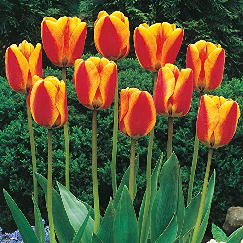 Tulpen-Blumenzwiebeln zum Pflanzen / in beliebtem Topf unter den Verbrauchern / Weltweit anerkannt / Pflanzen / Blumen - 5 Glühbirnen gemischt