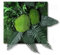 Clorophilla Quadro Vegetale con Piante Stabilizzate Vere e Naturali, No Manutenzione, Polvere, Idea Regalo, Profuma e Decora - NO CORNICE 30x30 (NATURE VERDE)