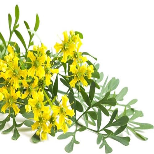 100 Graines de Rue officinale (Ruta graveolens) - semences reproductibles