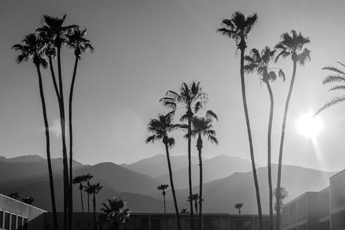 Hexoa Tableau Noir et Blanc Palmiers - Palm Springs - Made in France - Tableau Verre Acrylique 120x80