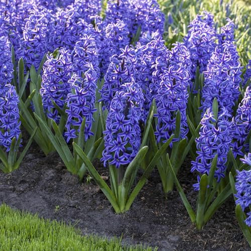 Hyazinthe blau, vorgetrieben, Schalen-Ø 23 cm