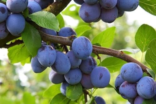 1 Pflaumenbaum Graf Althanns Reneklode 120-150cm im Topf Obstbaum süß, aromatisch & edel fruchtig – reichtragend, winterhart & ideal für Garten & Kübel