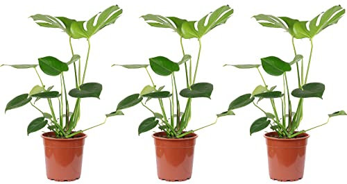3er-Set Fensterblatt - echte Zimmerpflanze, Monstera Deliciosa - Höhe ca. 75 cm, Topf-Ø 19 cm