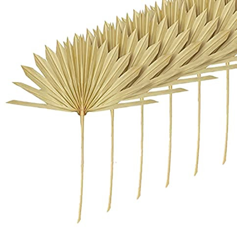 Myhoomowe Lot de 6 grands éventails séchés en feuilles de palmier séchées naturelles pour décoration de mariage