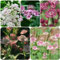 500 pcs Sterndolde staude samen - winterharte stauden frühlingsblumen winterharte pflanzen für garten blumen deko robuste balkonpflanzen winterhart sommerblumen samen gartenblumen