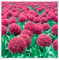 Prachtvolle Blüten im ganzen Jahr，Winterhartige Allium-Zwiebeln,Einfach zu Pflanzen und Pflegen für Ihren Garten in Deutschland, Zierlauch Zwiebeln-5 Zwiebeln-A
