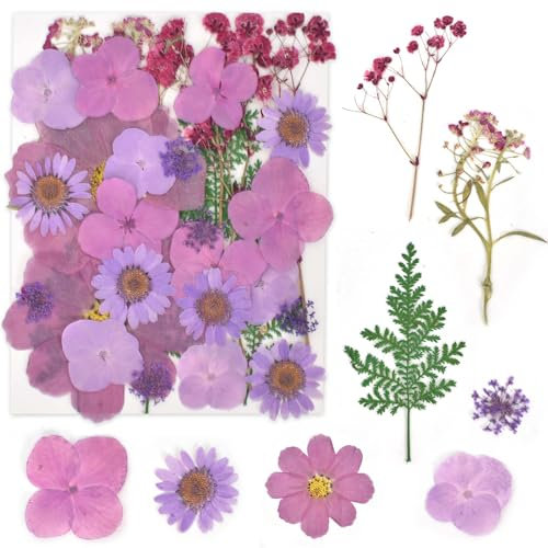 Fleur Séchée Comprimée, Florales Naturelles Feuille de Fleurs Pressées, Fleur Sechees Naturel Et de Feuilles, Ensemble de Fleurs Séchées Pressées Naturelles pour Bricolage Faire des Signets (Violet)
