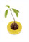 R&R SHOP Avocado Germinator - Pot Flottant pour la Germination de l'avocat, kit de Croissance des graines, Plastique de maïs 100% (Jaune)