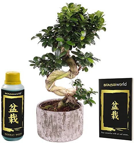 vdvelde.com - Bonsaiworld Bonsai Baum Ficus Ginseng XXL + Töpfe - Zimmerbonsai Echt mit S-form (Pflanzenhöhe: ca. 55 cm), Topf 23 cm - Inklusive Bonsai Dünger und Bonsai Buch - Aus eigen Gärtnerei
