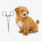 getuse Pinze per la pulizia delle orecchie del cane, pinze per capelli e emostatiche, curve, in acciaio inox, per razze piccole