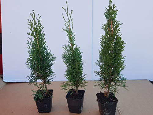 Thuja Lebensbaum Smaragd Topfballen 25 cm 50 St. Hecke Heckenpflanze