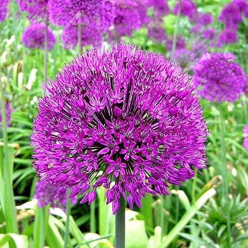 Allium Purple Sensation Dutch Garlic Spring Flowering Bulbs (10)