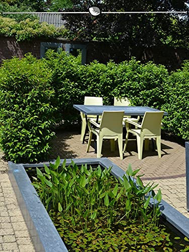 Portugiesischer Kirschlorbeer Prunus Angustifolia 40-60 cm im Topf. 15 Pflanzen