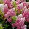 Haloppe 50 piezas de semillas de plantas de flores de hortensia de fresa para plantar en el jardín del hogar, semillas de flores de semillas de hortensias Semillas de Hortensia