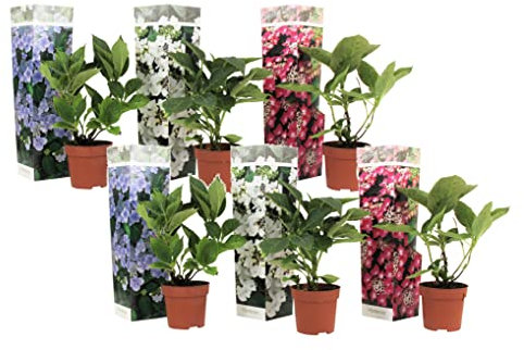 Plant in a Box - Mezcla de 6 placas de hortensias - Hortensia de jardín - Maceta 9cm - Altura 25-40cm