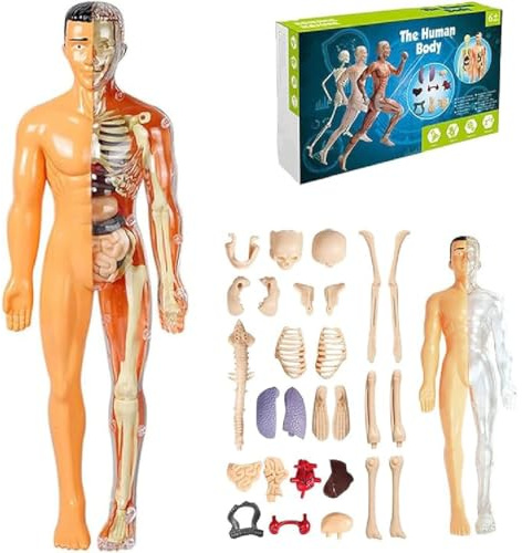Clear Human Body Structure Model, Anatomie Modell Kinder, Menschliche Skelton Modell, Anatomie Modell Menschlichen Körper mit abnehmbaren Organen und Knochen, Vorschule Ausbildung für Kinder (B)