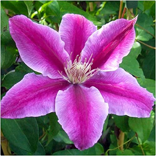 Clematis Hybrid 'Dr Ruppel' X 3 Large Plug Plants for Potting on by Growtanical