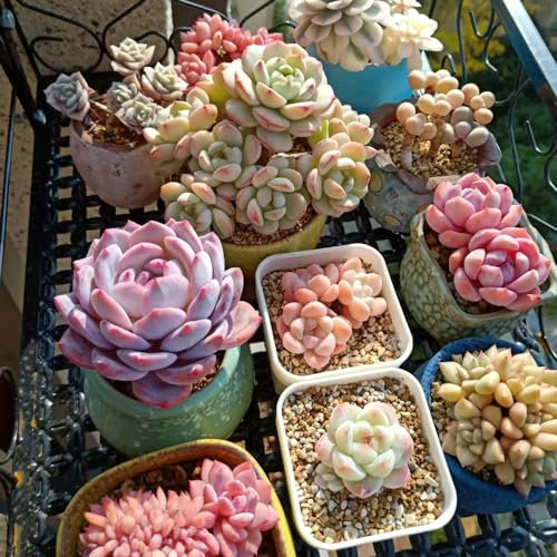 300 pz semi succulenti resistenti, Piante in vaso resistenti, regali per gli amanti delle piante piante grasse vere aiuole rialzate per giardino, regali sostenibili Vaso succulento,