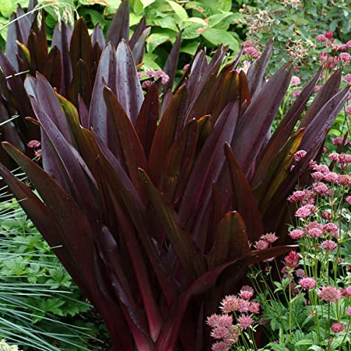 Eucomis Sparkling Burgundy| Pineapple Plant| Plug Plant