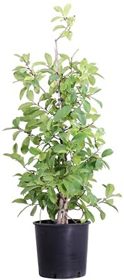 Pianta di Magnolia diverse grandezze e varietà pianta ornamentale da esterno pianta vera da fiore venduta da eGarden.store (Fairy Blush v.24 cm)