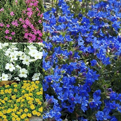 12 X GEMISCHTE ALPENPFLANZEN 6 SORTEN FARBENFROHE, GROSSBLÜTIGE, MEHRJÄHRIGE KÜBELPFLANZEN