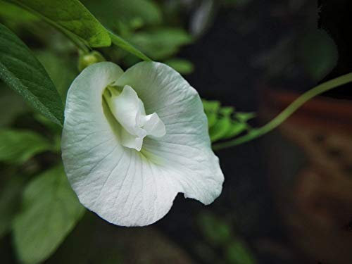 Pacchetto semi : Aeschynanthus 5 semi clitoride