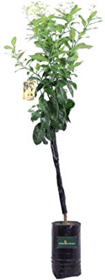 pianta di limone albero di limone in vaso pianta vera di limone da mangiare età 2 anni venduta da eGarden.store (meyer)