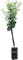 pianta di limone albero di limone in vaso pianta vera di limone da mangiare età 2 anni venduta da eGarden.store (meyer)