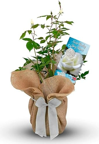 New Baby Boy Rose Bush Gift Wrapped - to Celebrate & Memory of a Newborn - Gardening Gift for Couples - White Flowering Outdoor Plant (1 Plant)