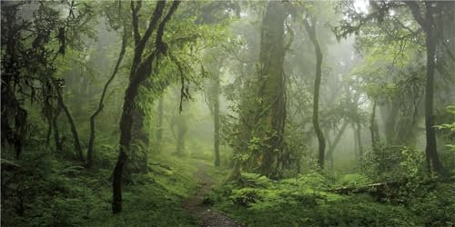 MIRRORANG 91x50cm Foggy Forest Terrarium Hintergrund Stein Grüner Baum Reptil Lebensraum Hintergrund Tropischer Regenwald Aquarium Hintergrund Haltbarer Vinyl Hintergrund