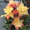 Wüstenrosenpflanze, adenium obesum pflanze winterharte Staude, wächst gut in Töpfen, pflegeleicht, lange Blütezeit, blüht im Sommer-2zwiebeln-D