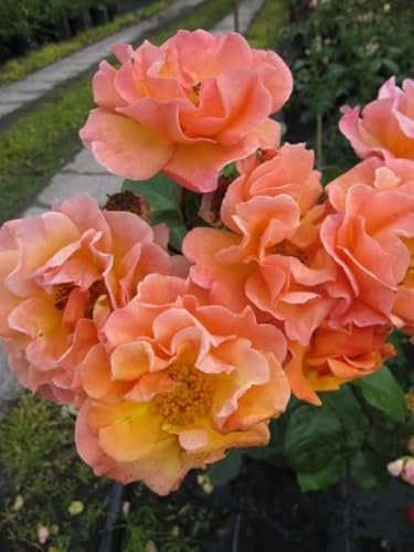 Strauchrose Arabia - Rosa Arabia - dunkelorange - Tantau-Rose