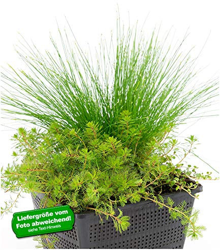 BALDUR Garten Sauerstoff-Teichpflanzen im Korb, 1 Set Wasserpflanzen für den Gartenteich